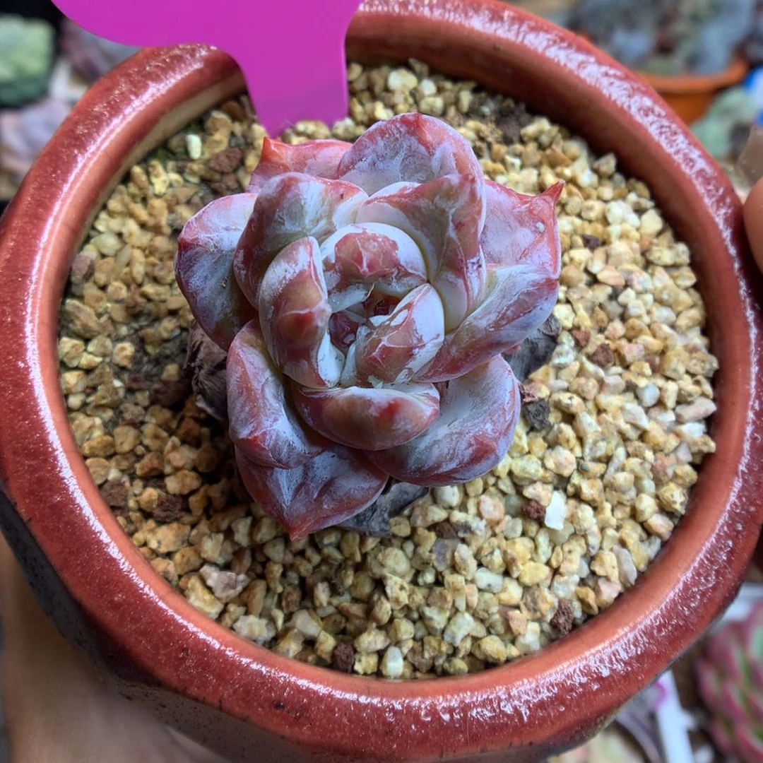 623糖心雪天使多肉植物
