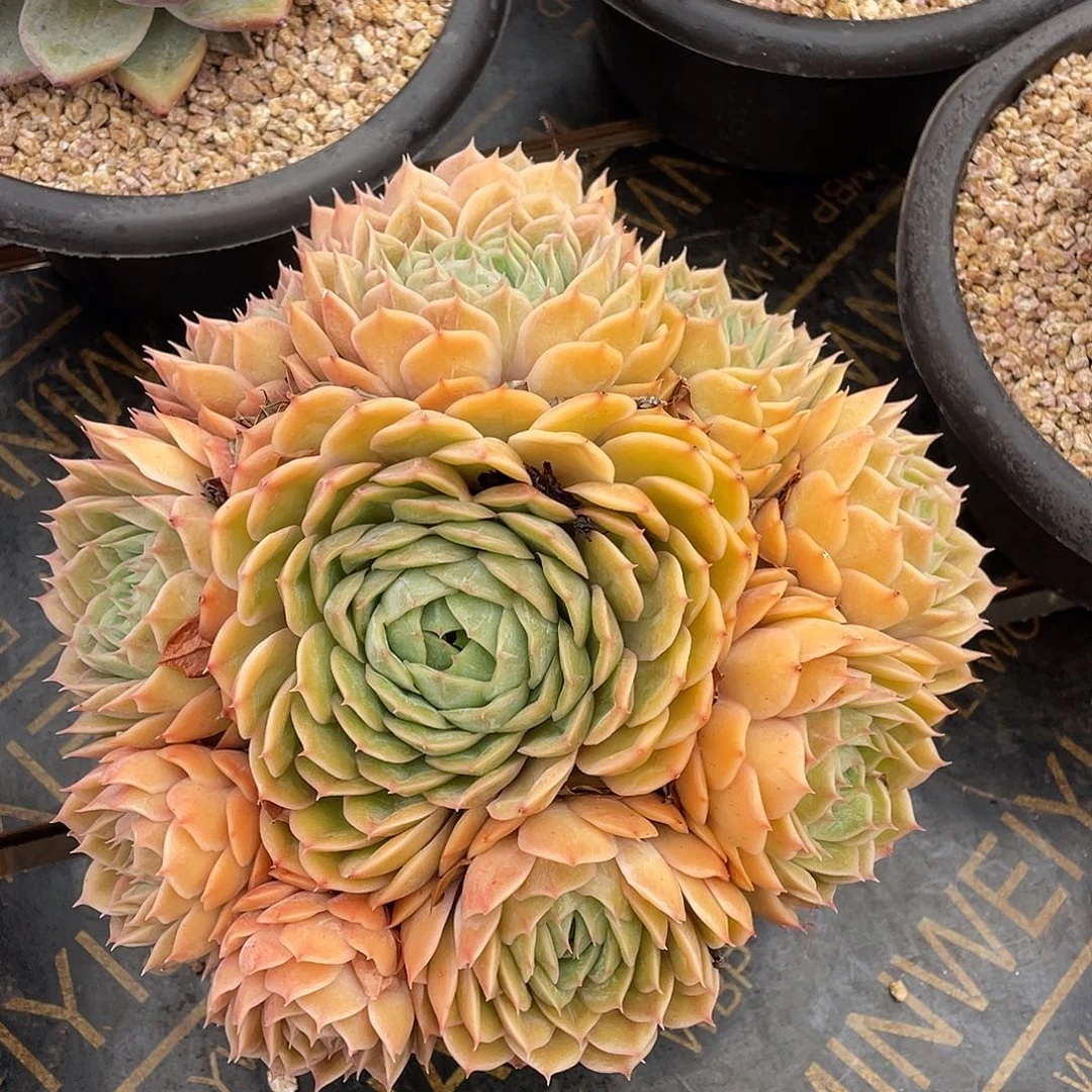 多肉植物一物一拍