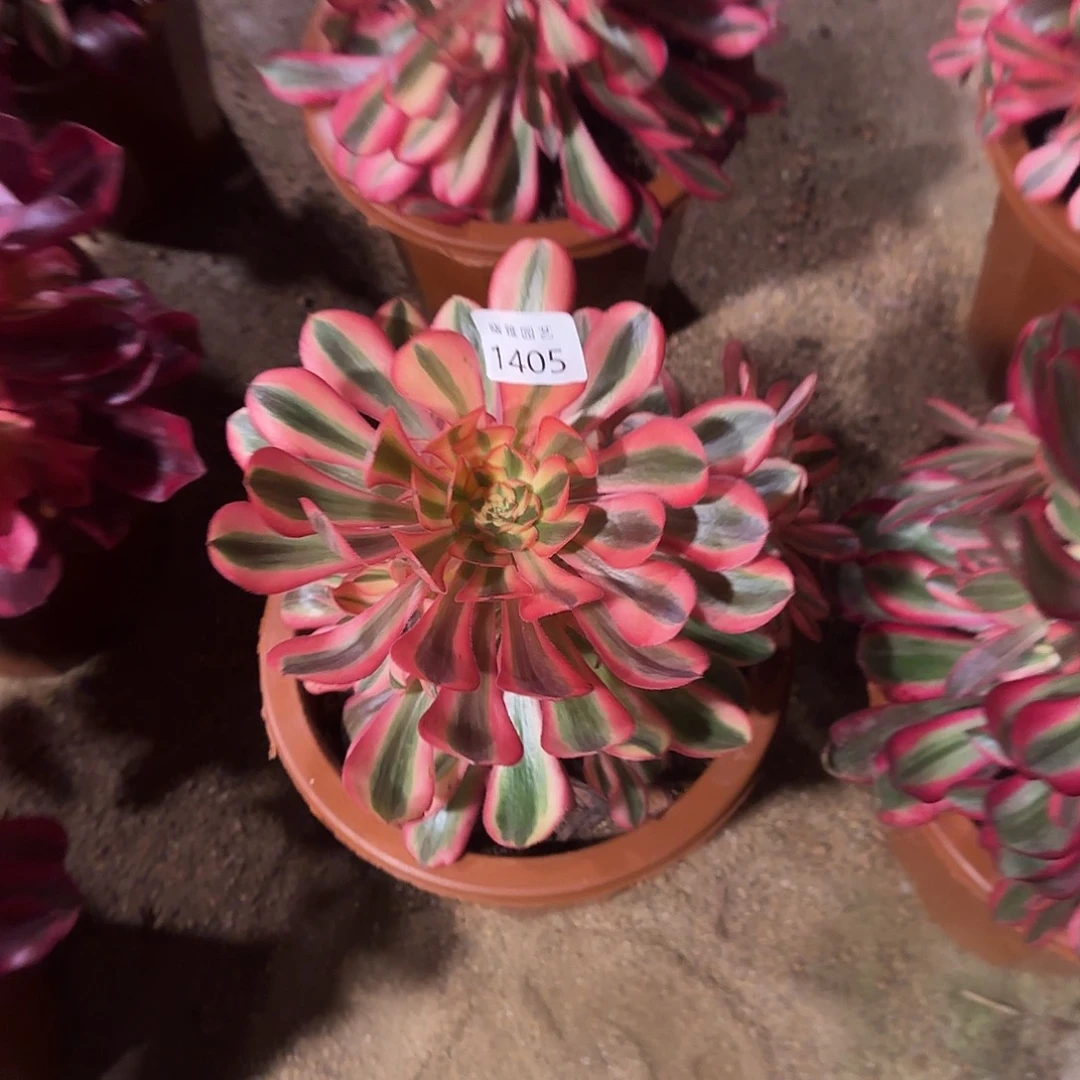 多肉植物初恋1405