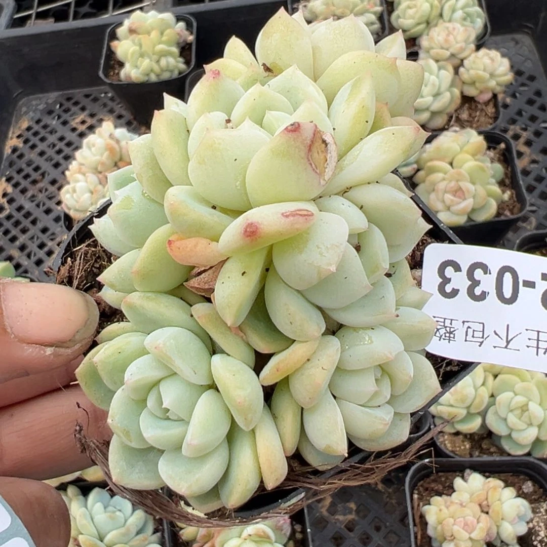 小卡拉米糖心一物一拍12-33