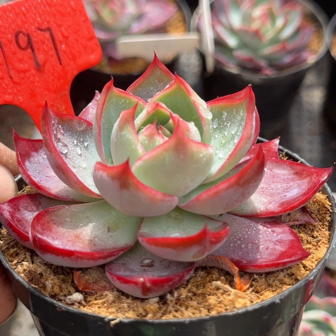 惊鸿一物一拍包装收缩花旱197