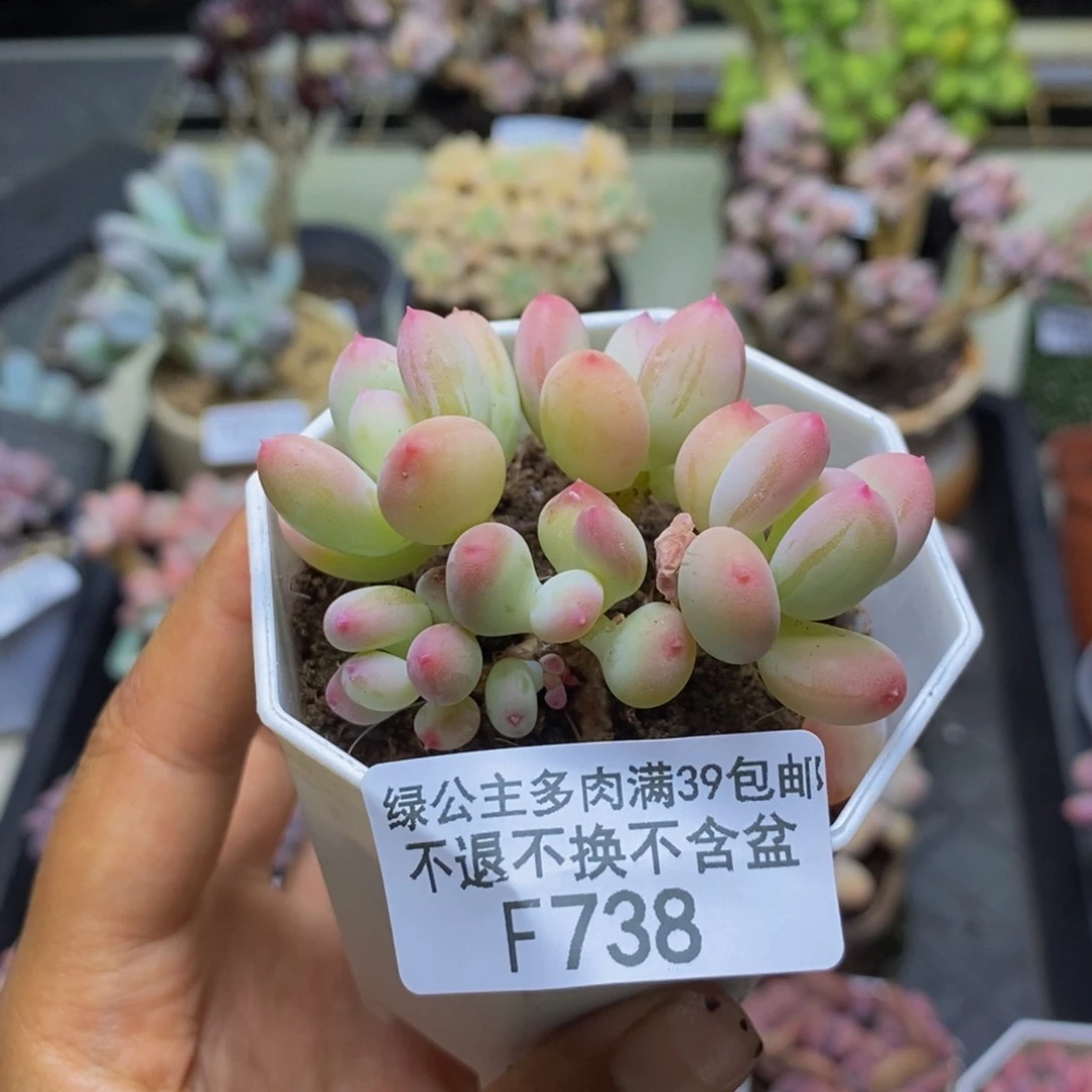 738苹果奶二代多肉5c m
