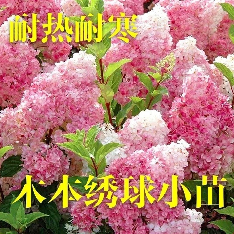 【买一发三】圆锥中华木绣球耐寒耐热圆锥绣球花苗大花重瓣盆栽地栽