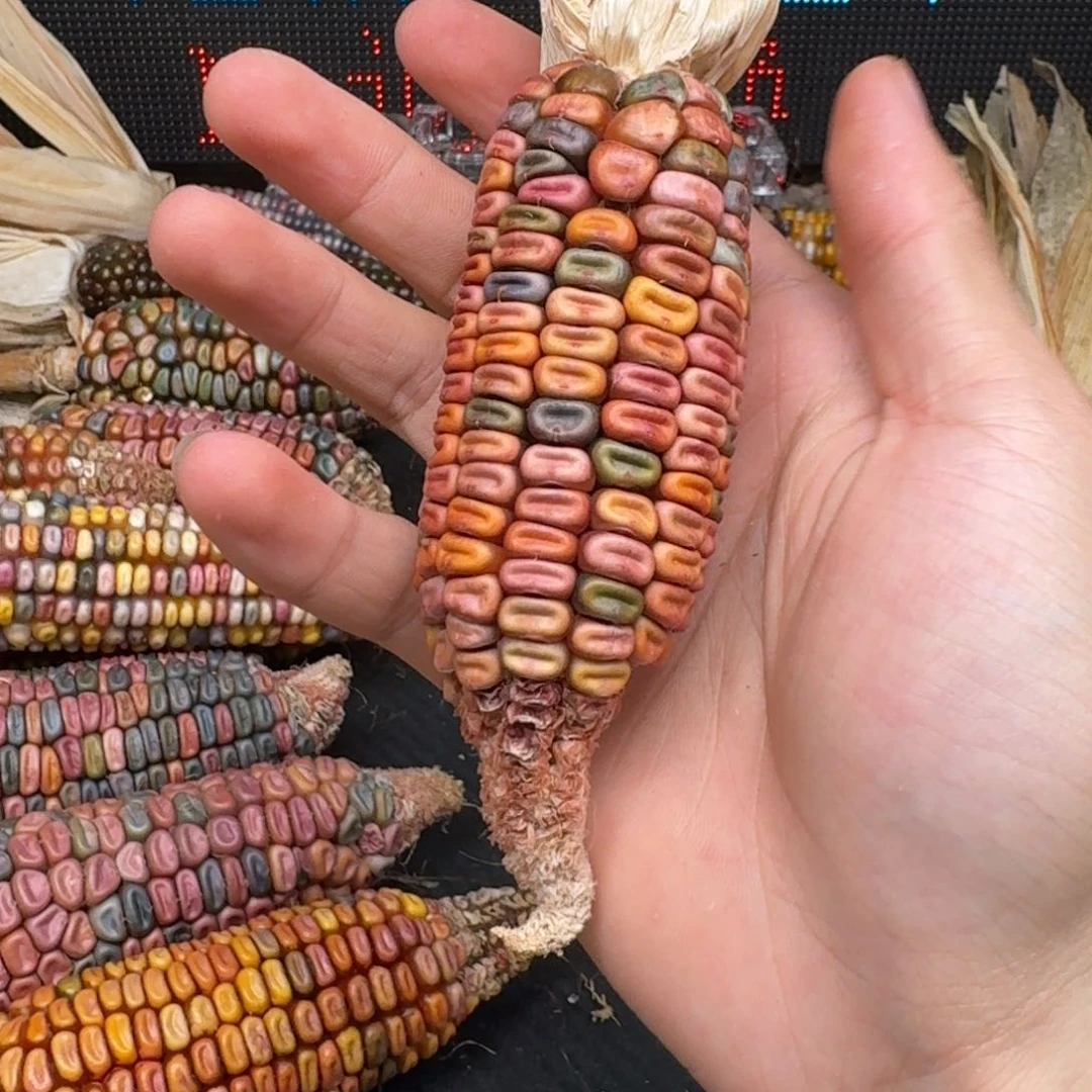 柏香籽/百香籽吊坠他*国