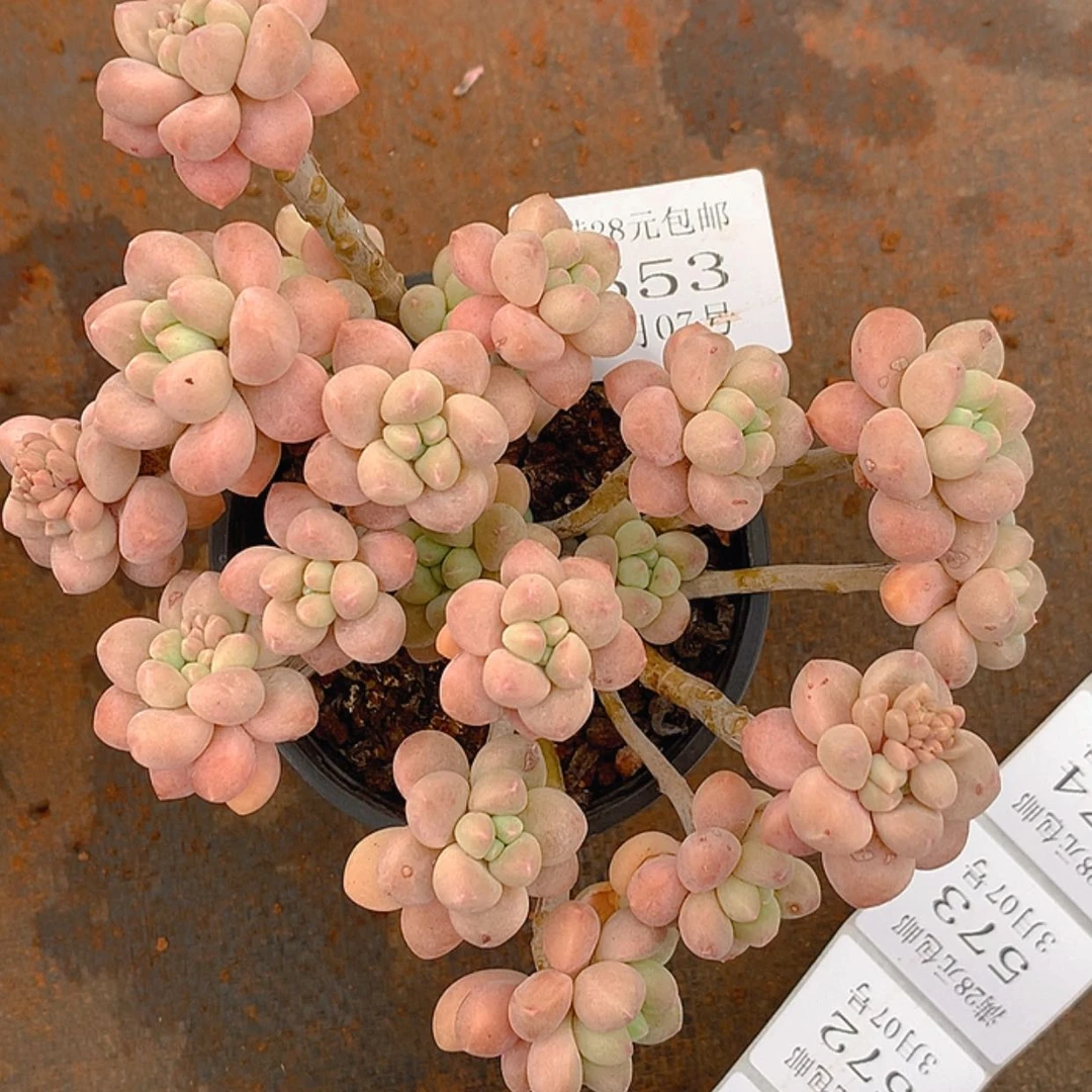 【闪购商品】云553