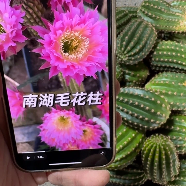 216毛紫薇星歪无根侧牙5公分左右，20包邮