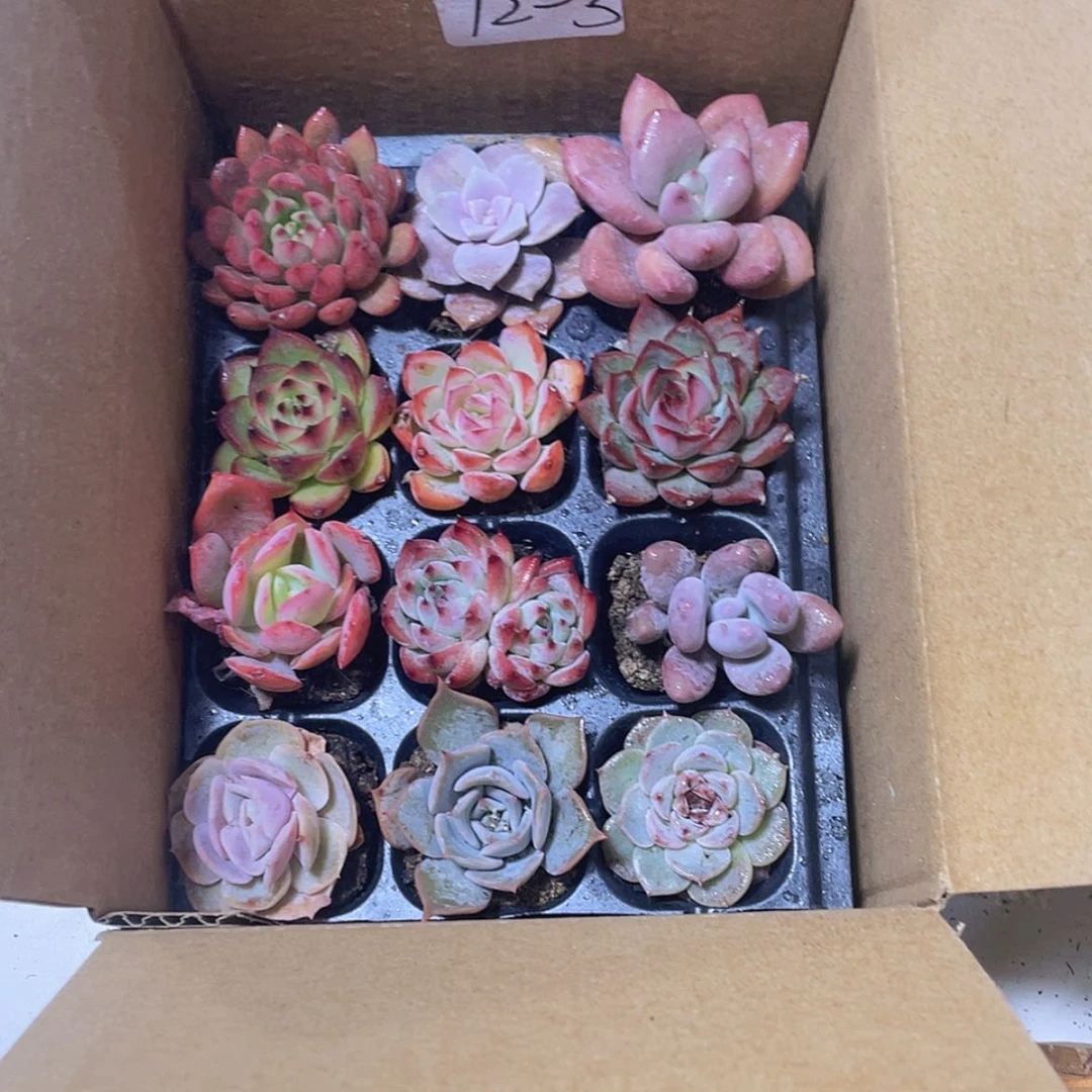 【闪购商品】12颗-3号约3-5厘米