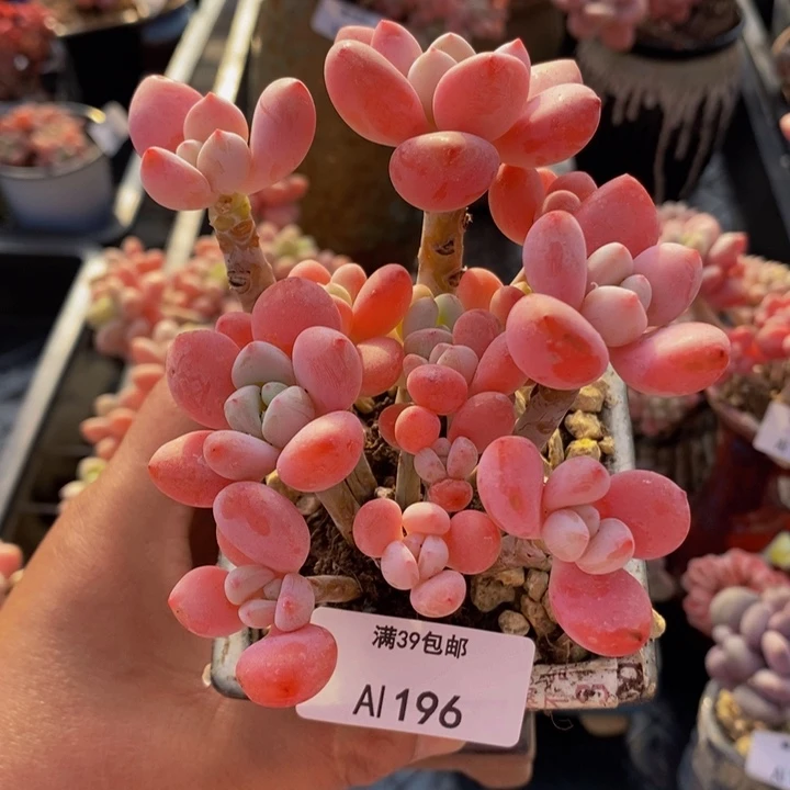 樱花洛神8cm196多肉