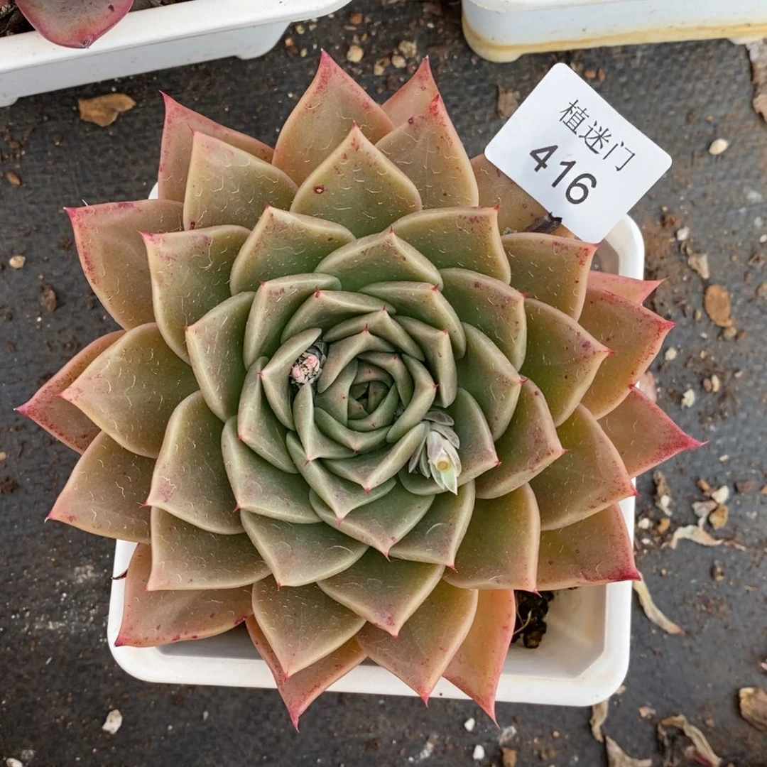 清****༇杂交精品多肉416