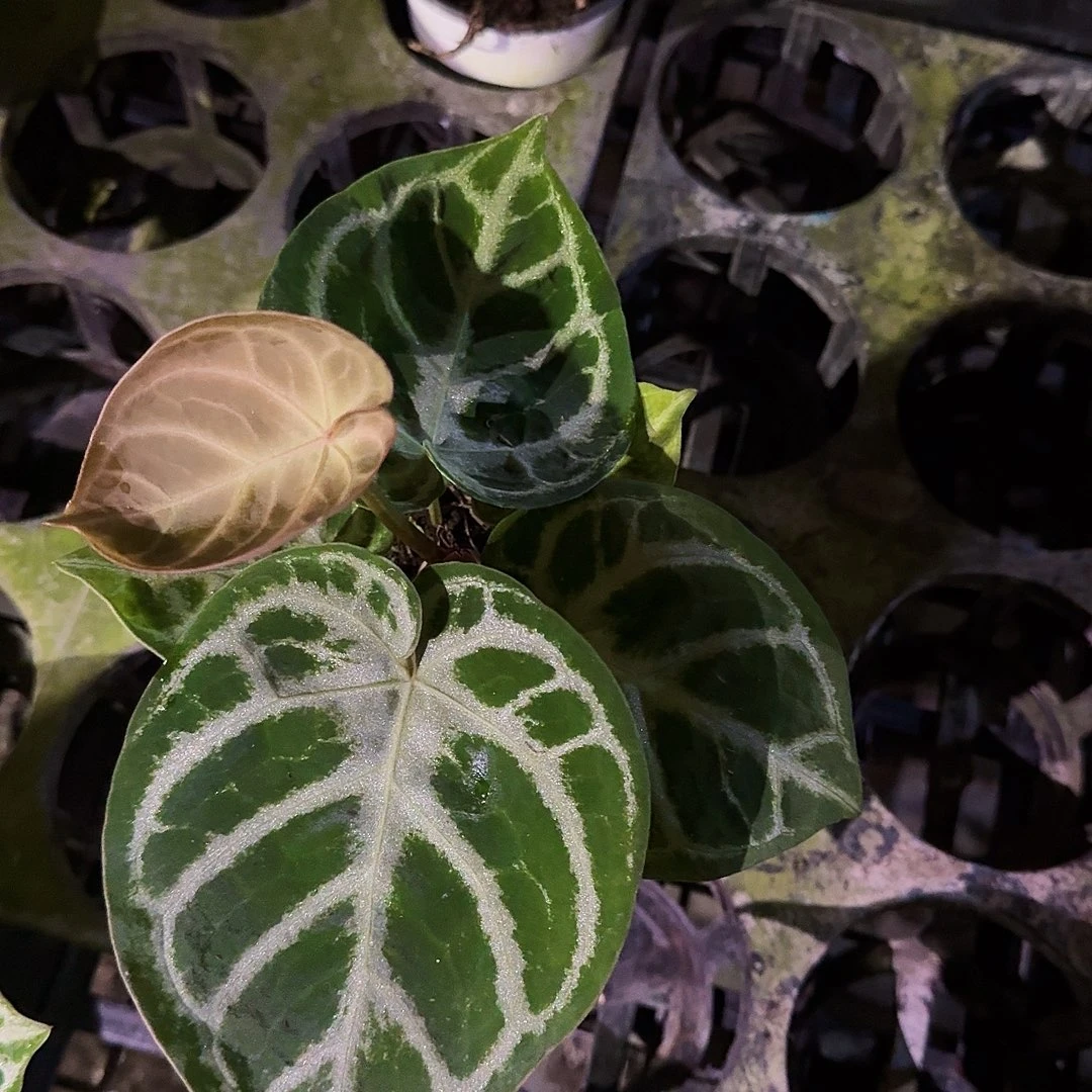 祝***我完全开放一物一拍B98