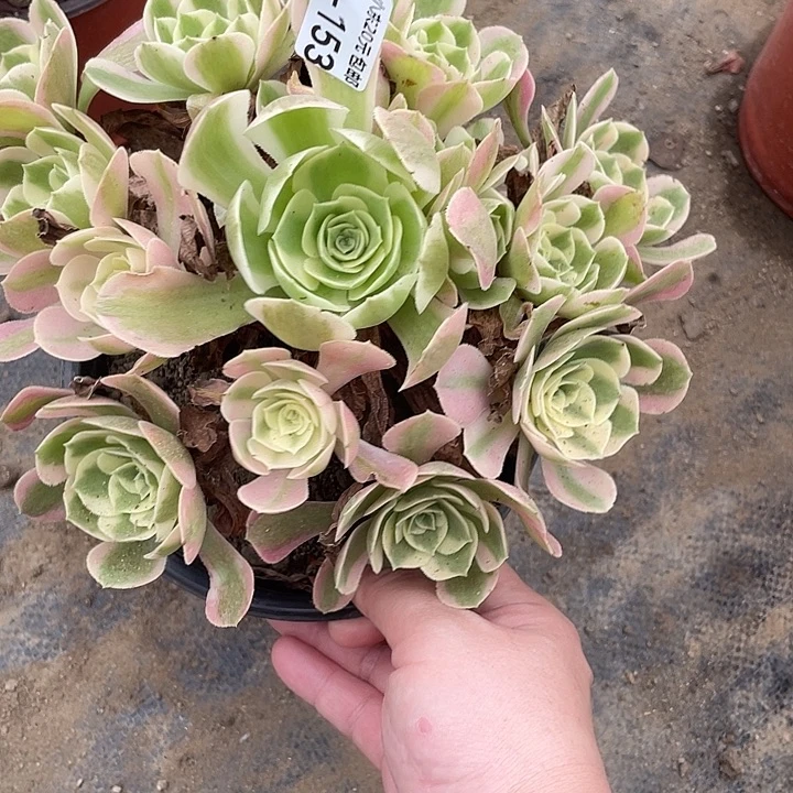 153女巫多肉植物法师