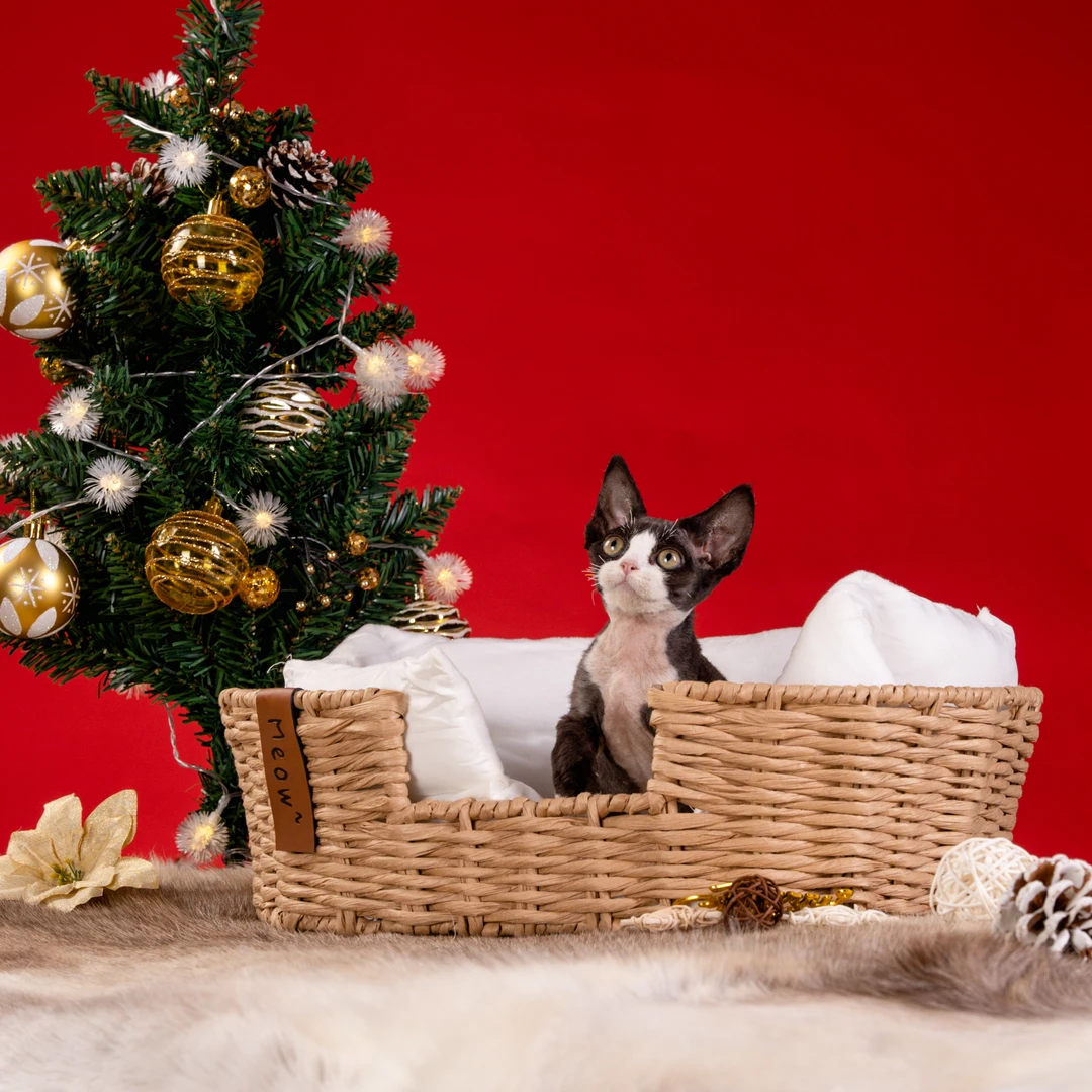 【脖子家德文】 麦芽糖 黑白妹妹 活体猫猫