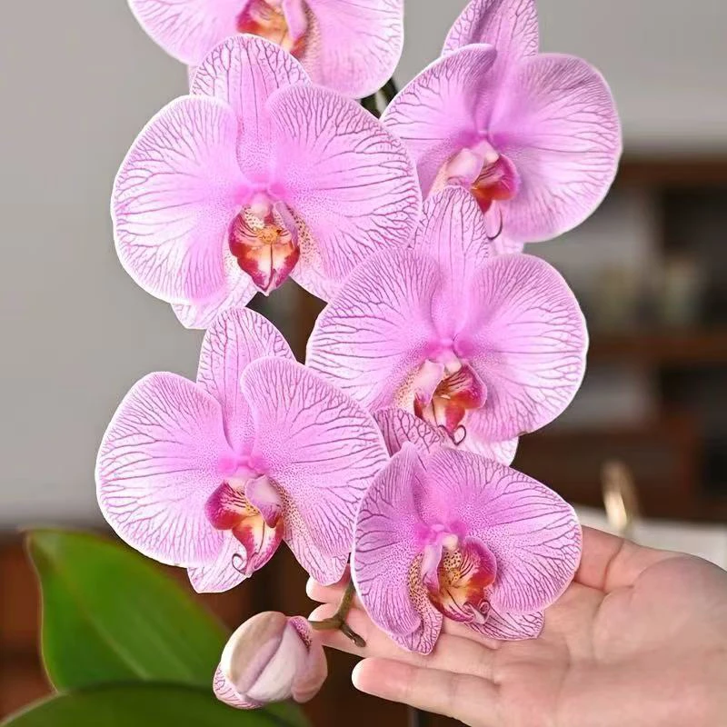 爆根大花/ 花好月圆 /单剑3.0寸加高杯 苗子发货不带花  叶子瑕疵