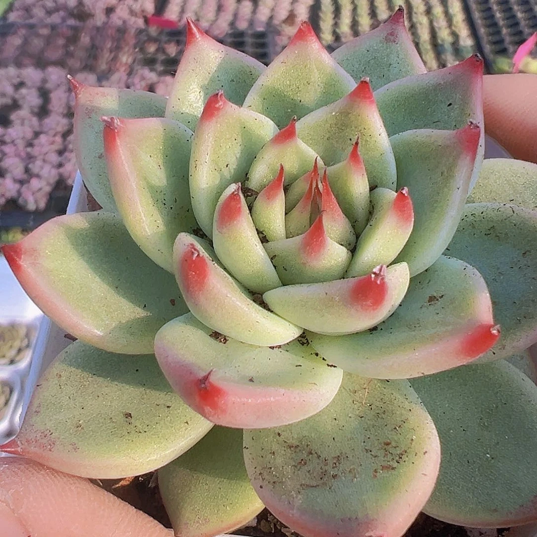 托斯卡19包邮多肉