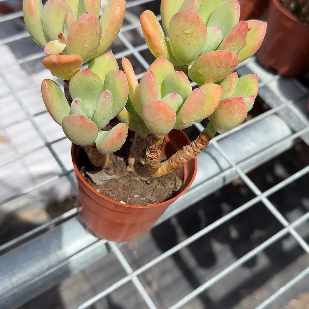 青灯美人多肉植物精品