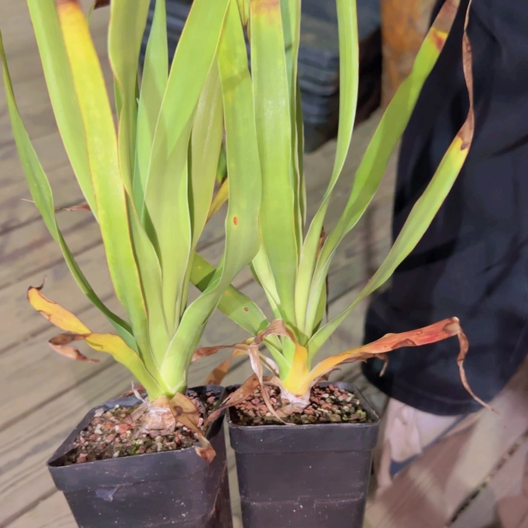 块根植物块根植物