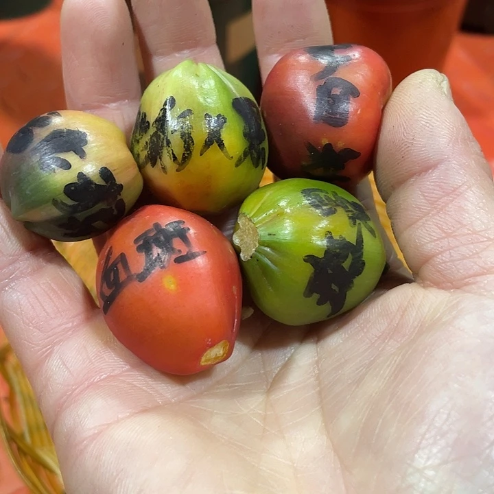 一***界完全开放君子兰四季开花稀释甲醛