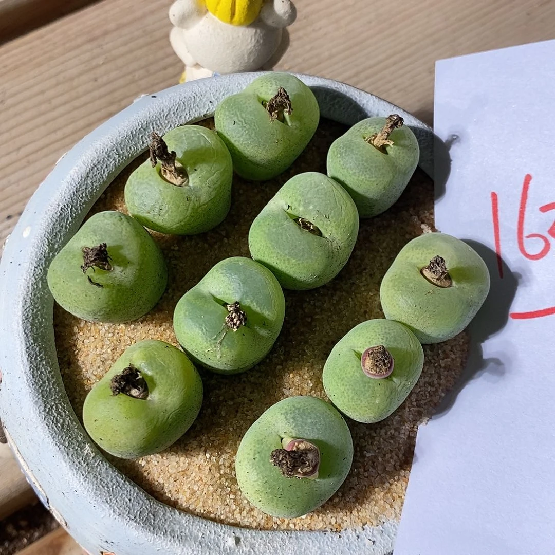 16324。 一颗母本翠心。