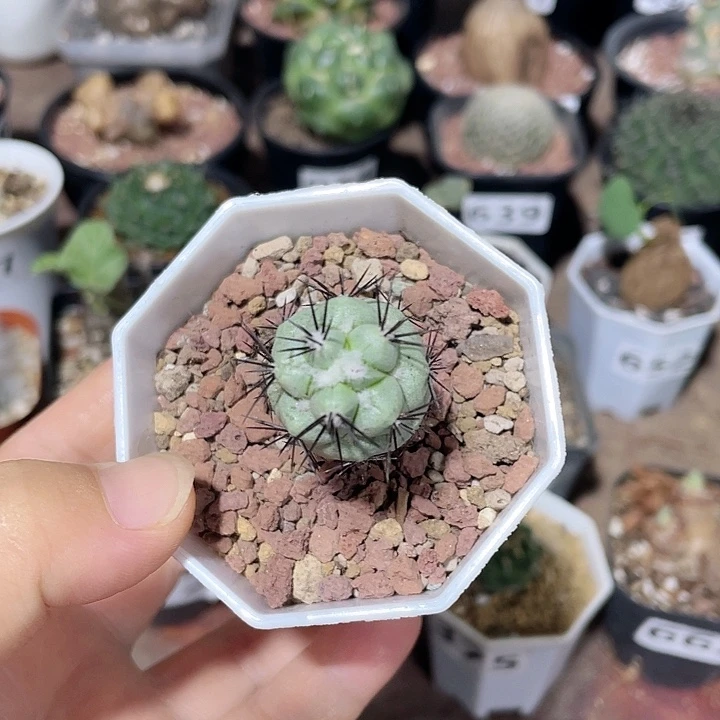 587帝王丸仙人球植物