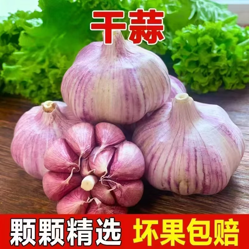 【十足干蒜】【商超品质】2025年新干蒜紫皮蒜红蒜多瓣蒜产地直发
