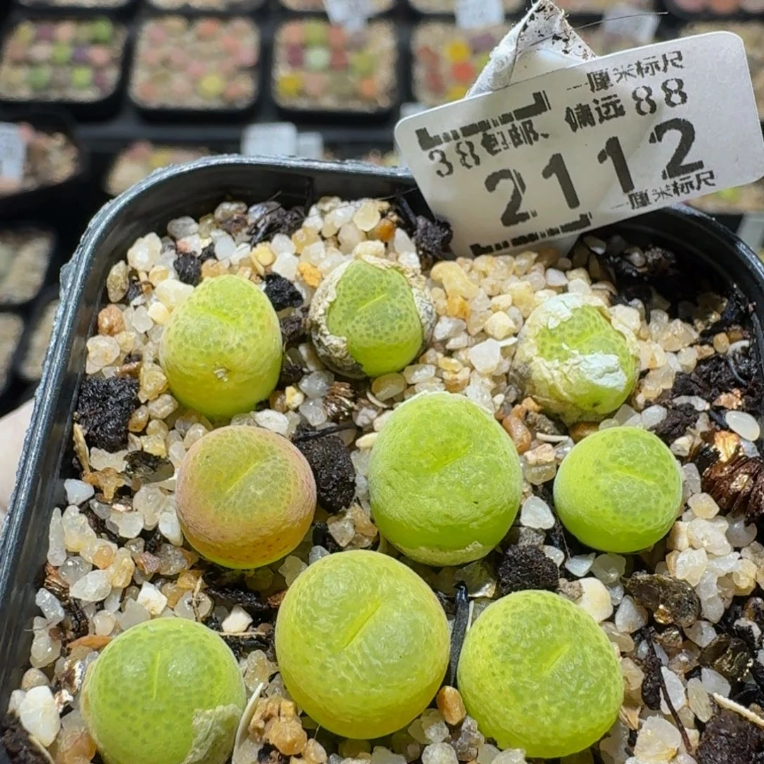 zzzz生石花肉锥2112翠光