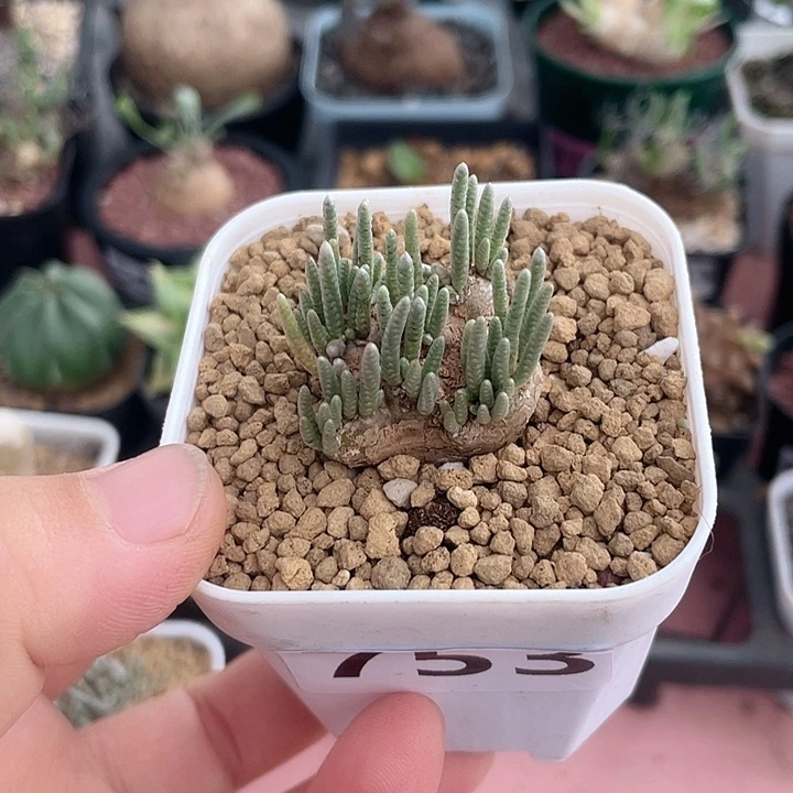 可***者753韧锦块根植物，