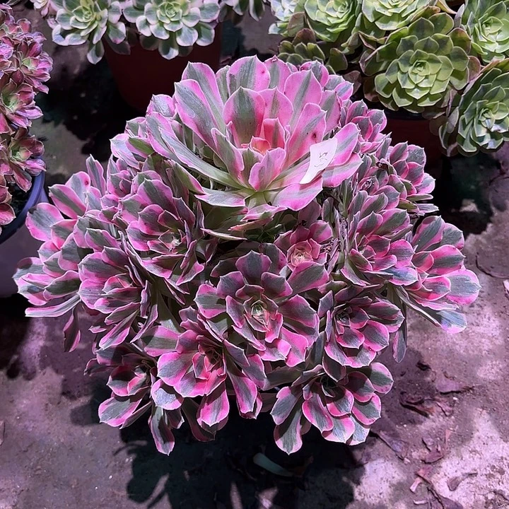 多肉植物女巫00563