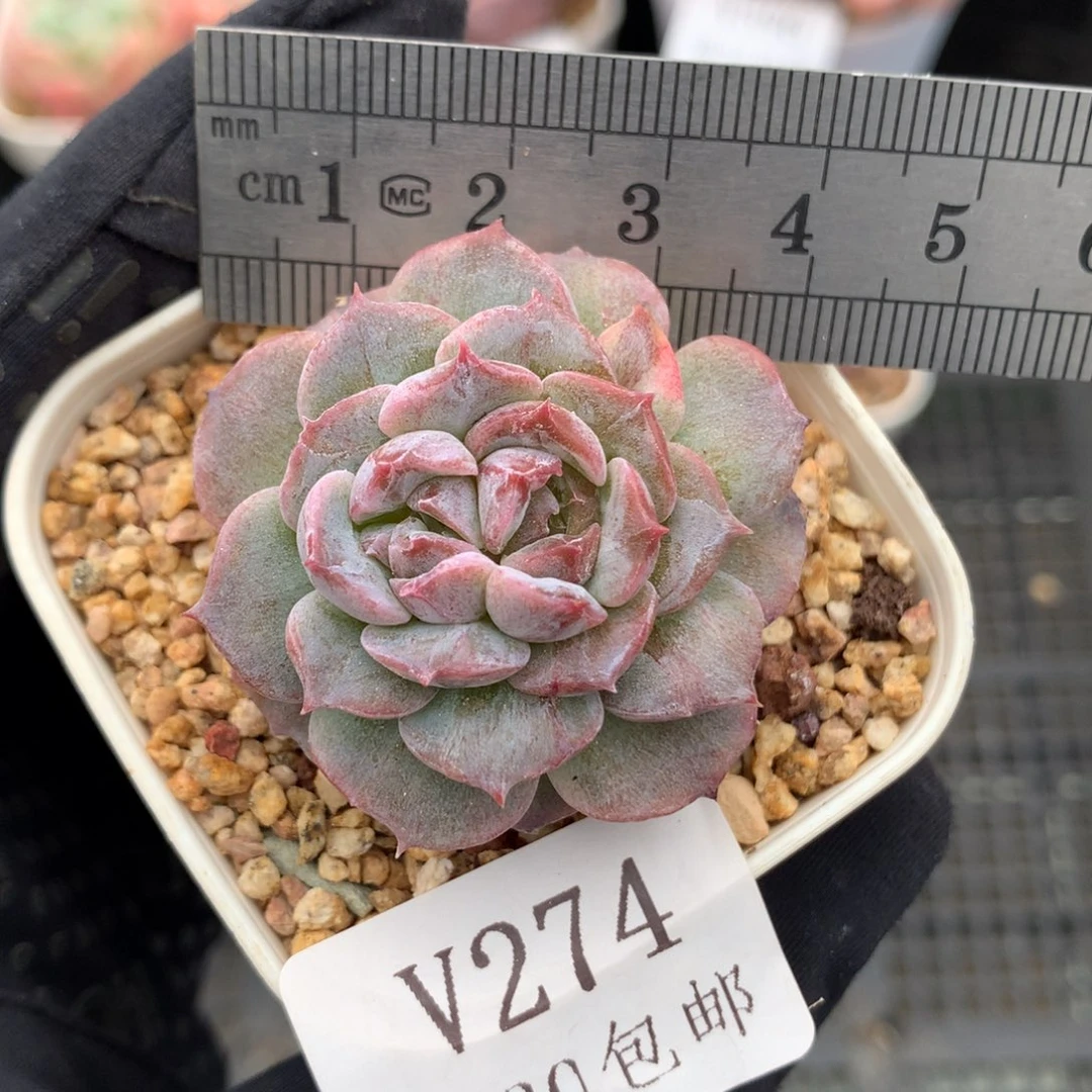 274。石化双心糖心冰魄。