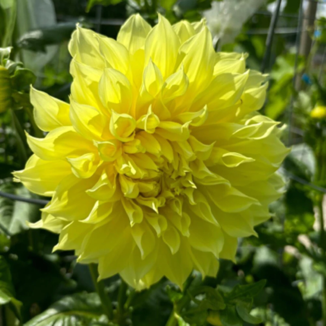 具花型（佐罗世家）进口重瓣大丽花包品种