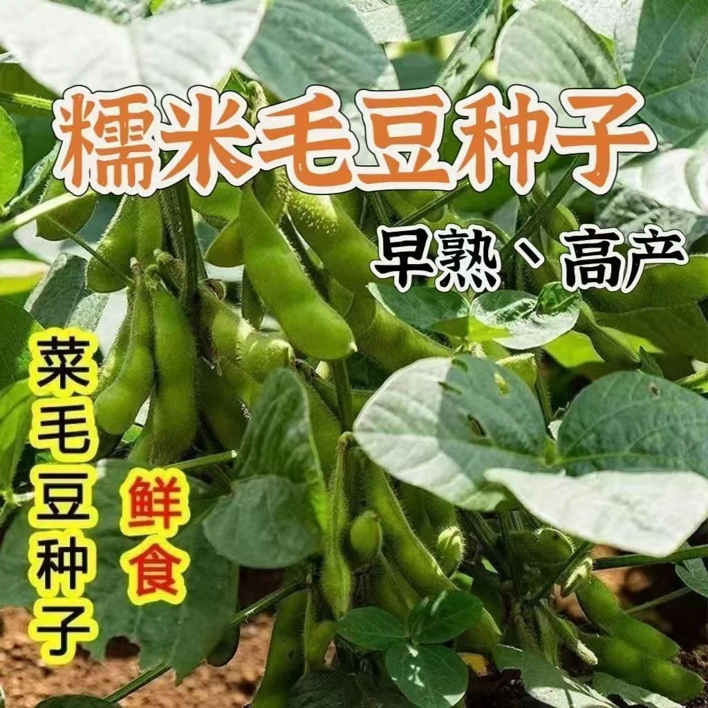 大粒糯米毛豆种子青皮黄豆种子早熟大荚菜毛豆种籽春季蔬菜种子