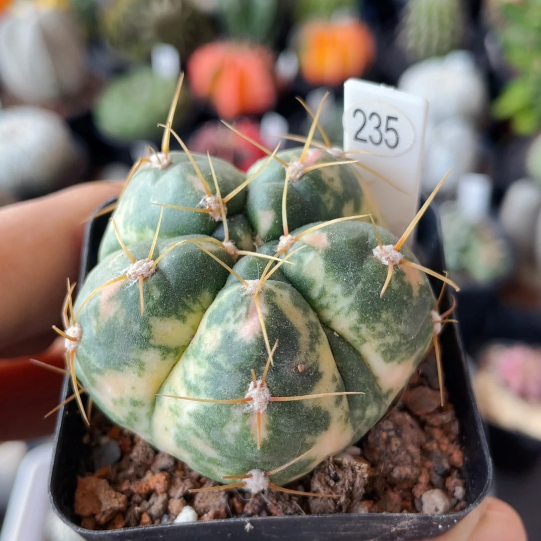 仙人球满28包邮盆口径5公分海王锦4.7公分