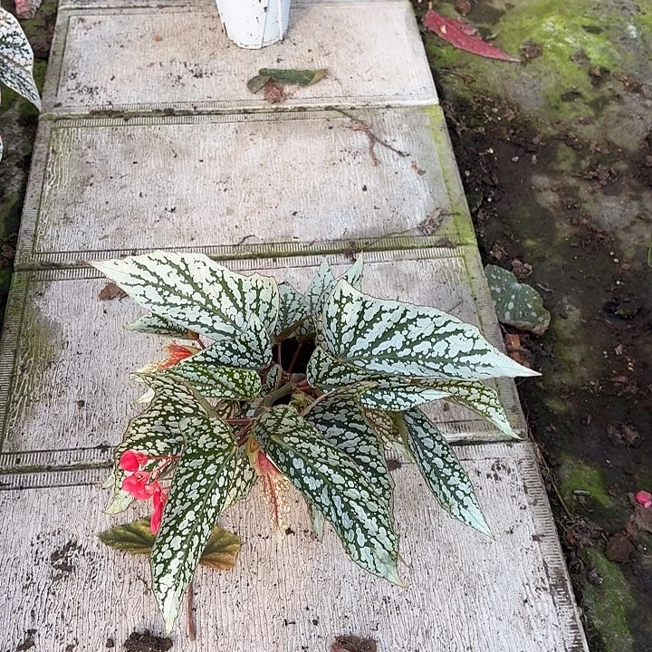 完全开放猫耳朵秋海棠