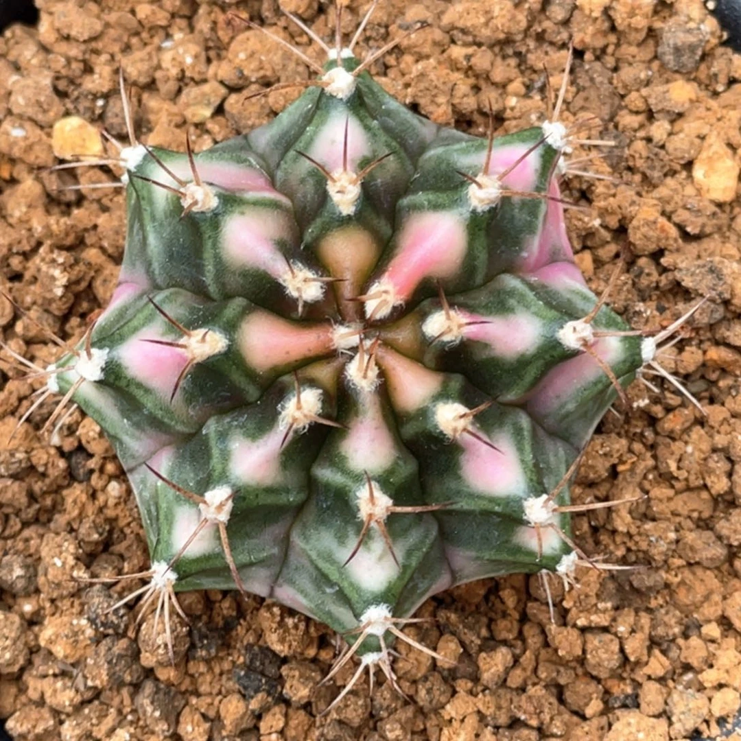 当前无花朵，栽培后可花朵粉钻