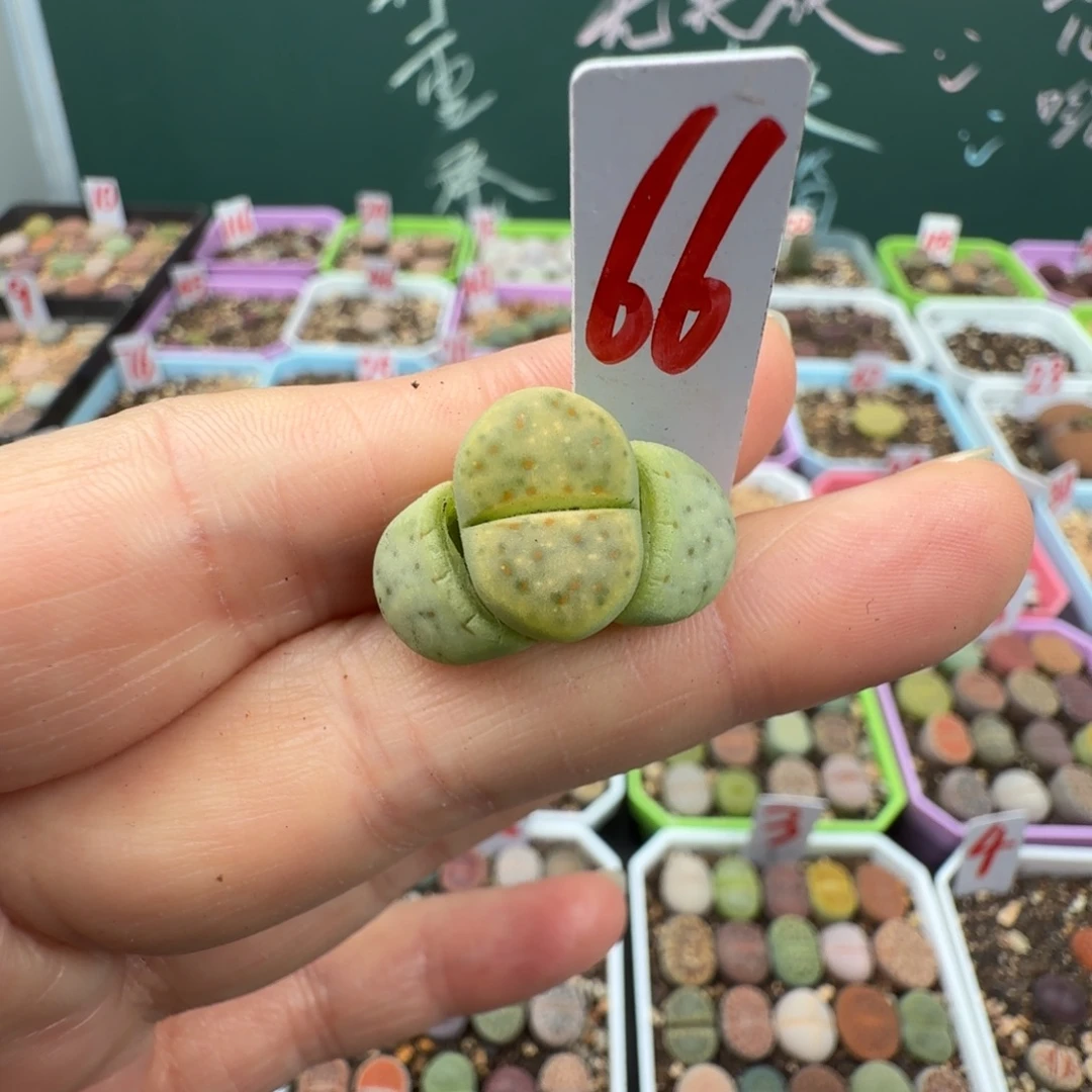 优选金点子惜春66