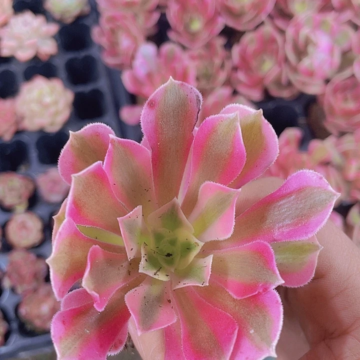 粉女巫【满10颗包邮】