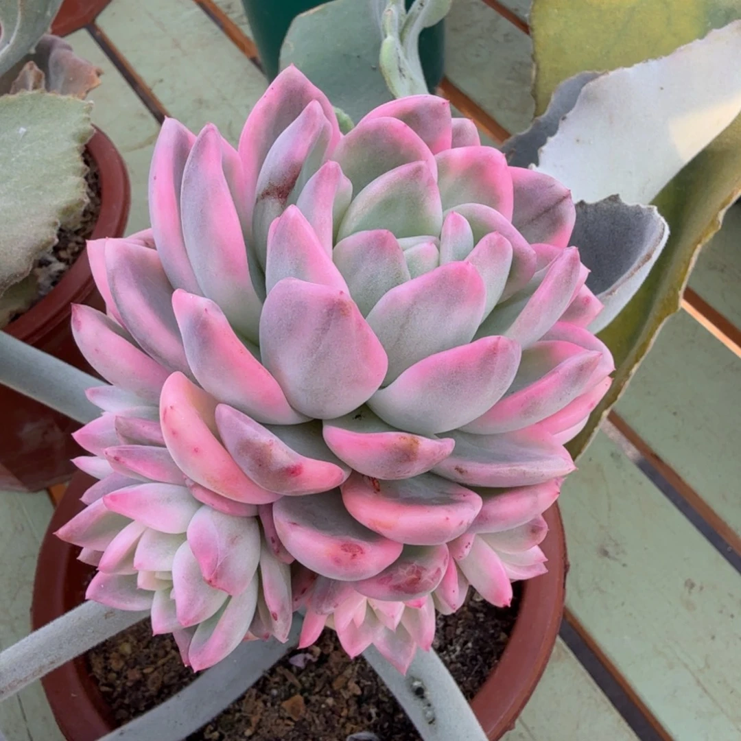 冰月亮锦捧花锦上园艺一物一拍