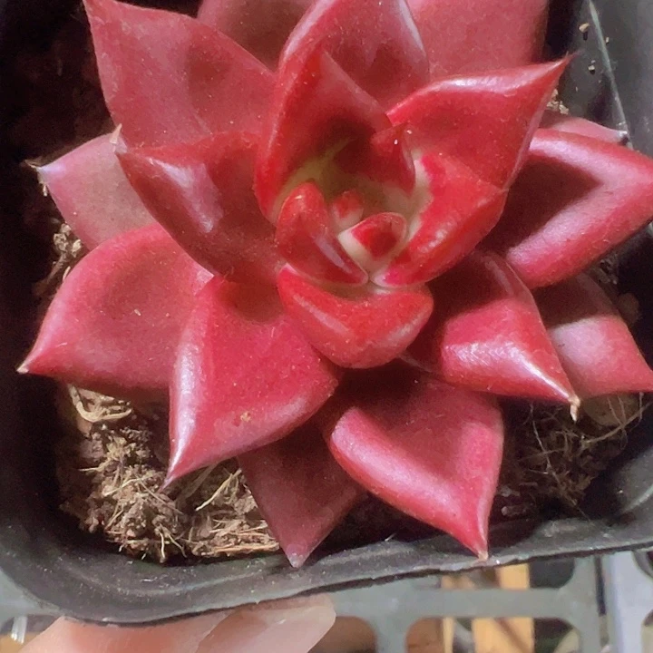 罗宾精品多肉植物