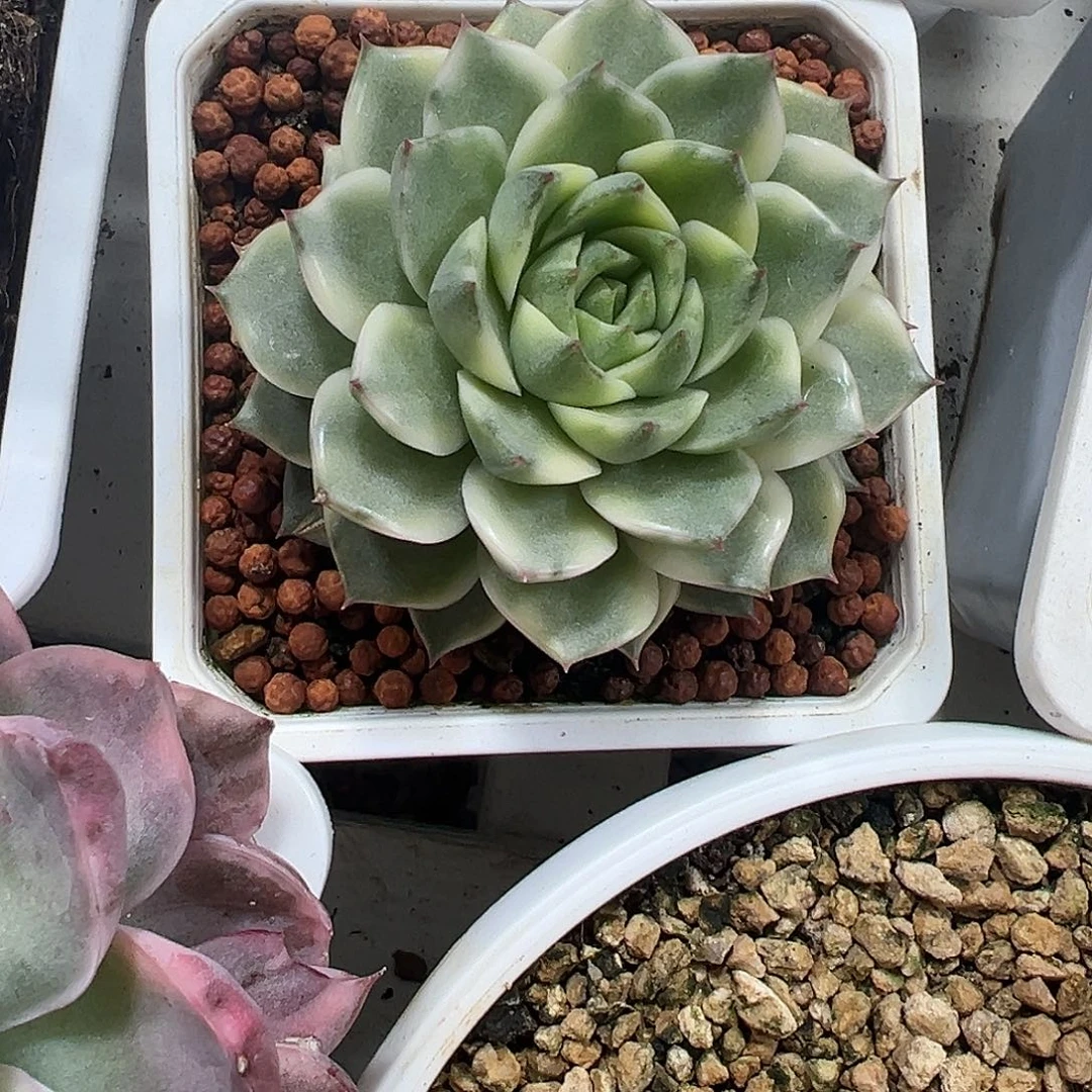 艾丽卡锦多肉植物锦