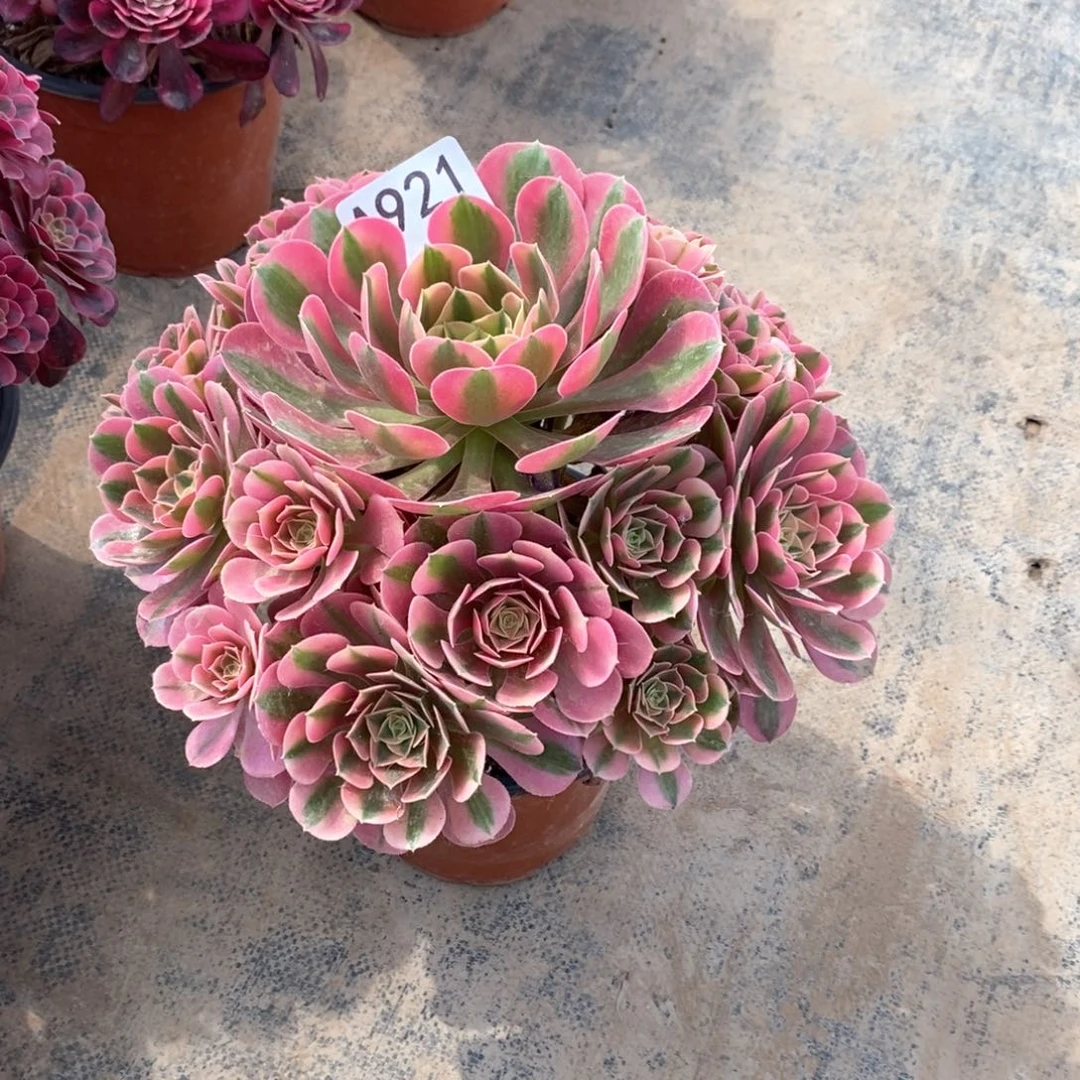 嫩桩香妃921多肉法师