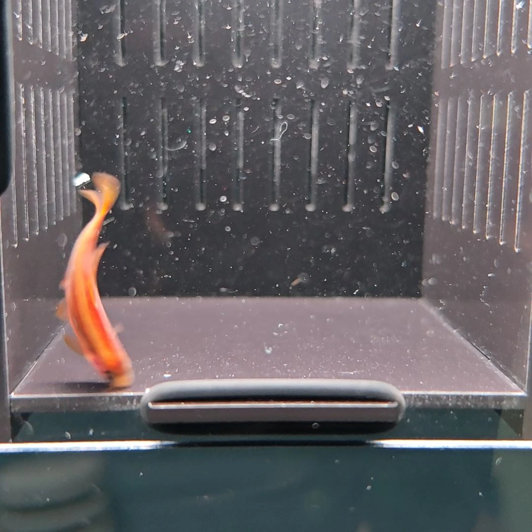 灯科鱼精选超级黄魔鬼