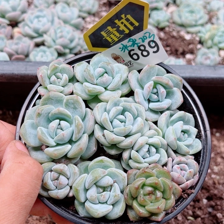 多肉植物多肉植物