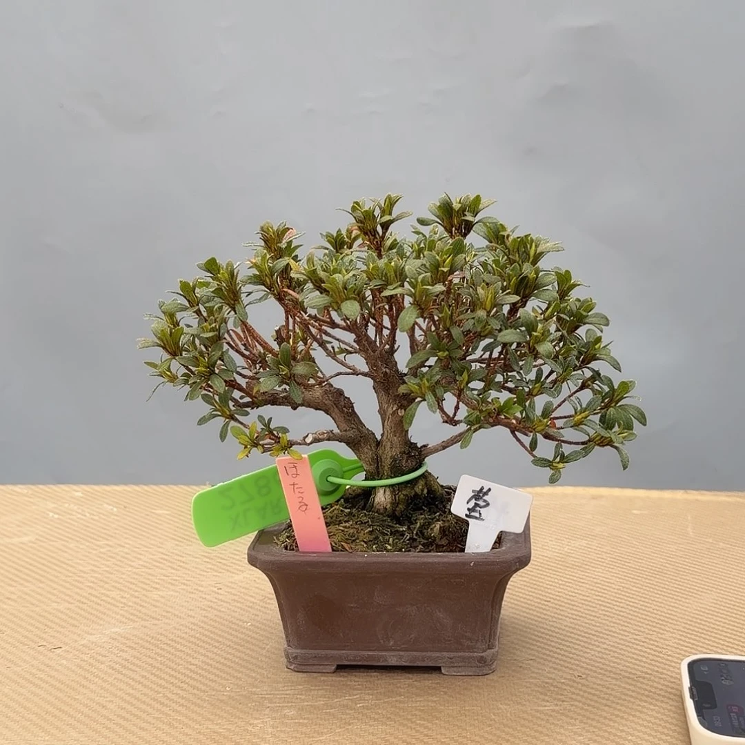 完全开放皋月杜鹃莹