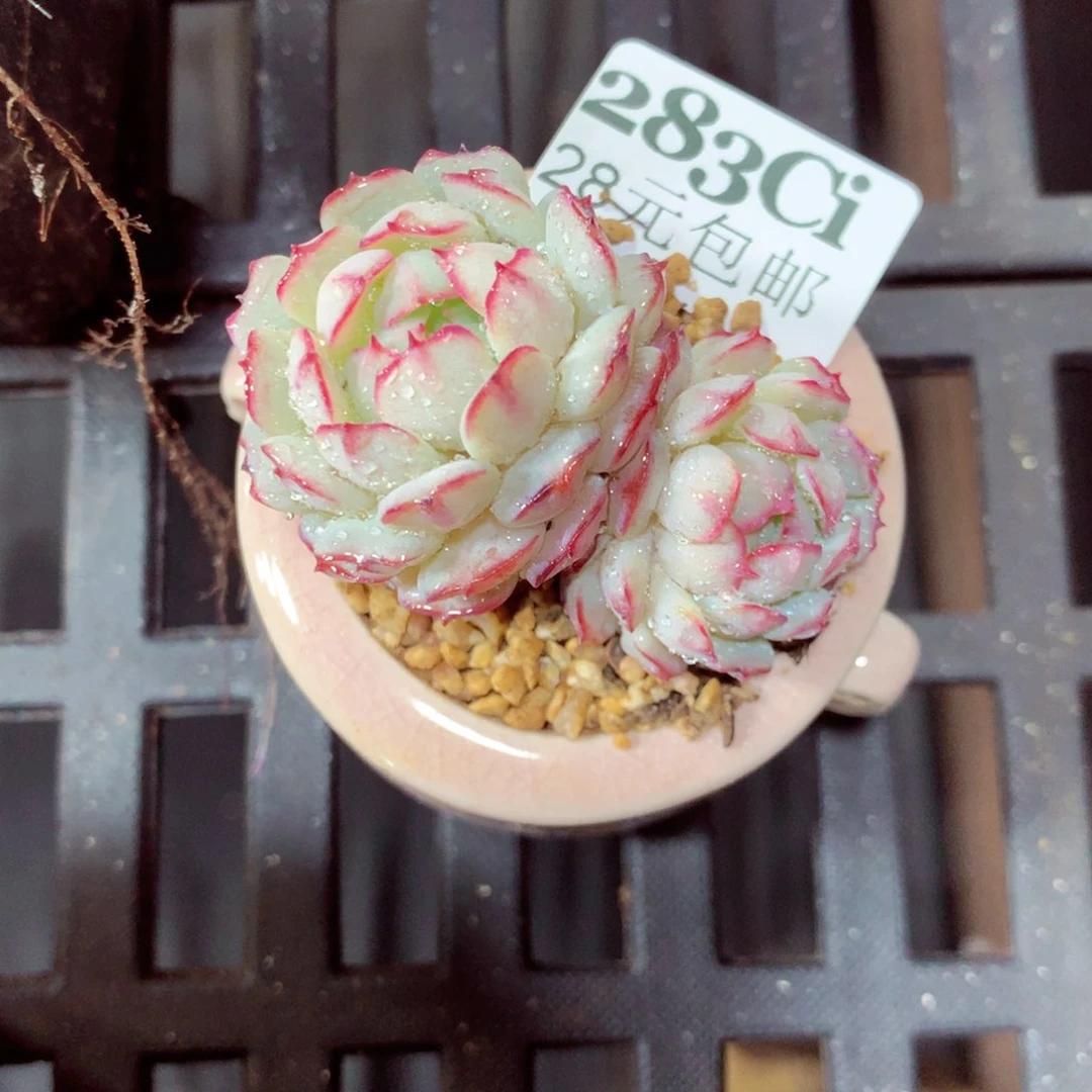 5厘米盆精控多肉283