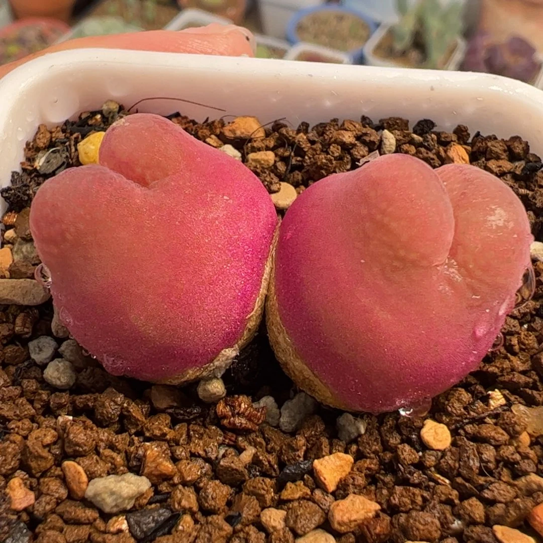 026多肉植物百科