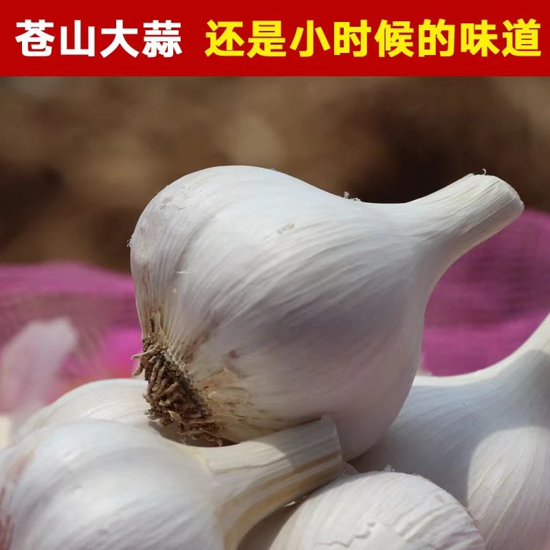 2025年正宗苍山四六瓣大蒜