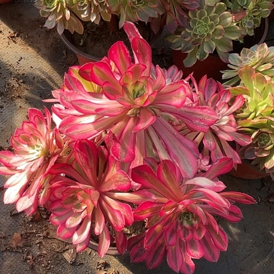 一颗红桐白多肉法师