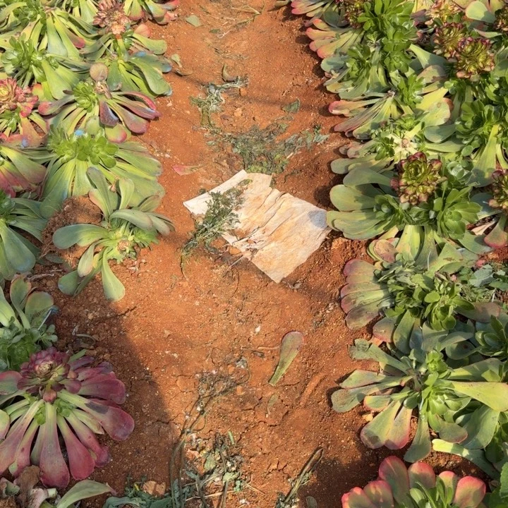 五颗发货随机五颗