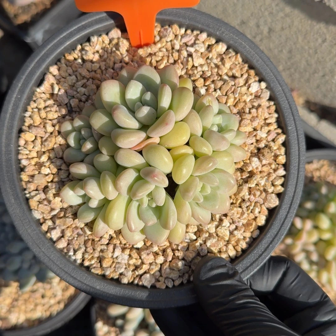 泡泡糖22222222222222