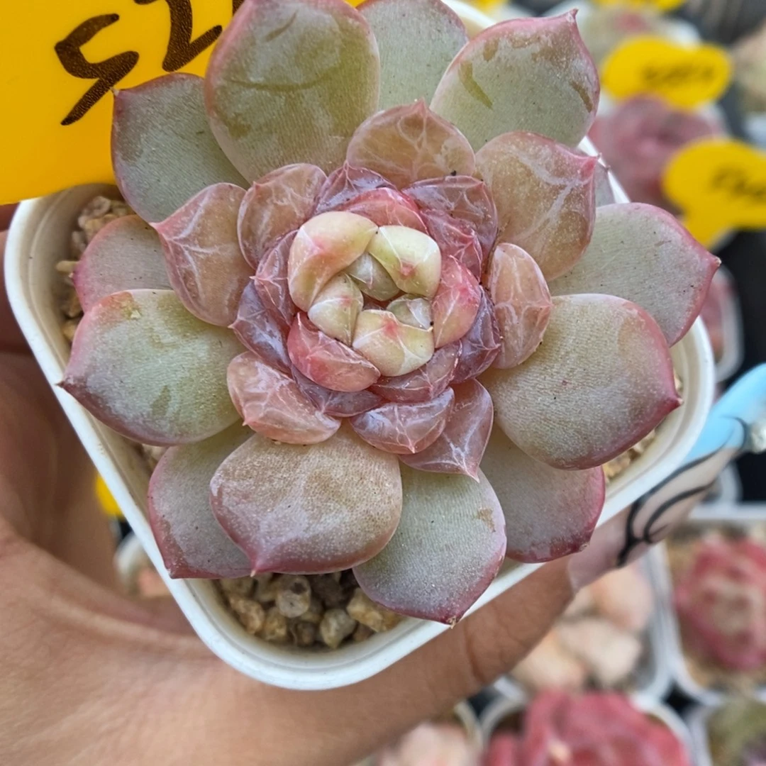 容止甜心可拍5210号