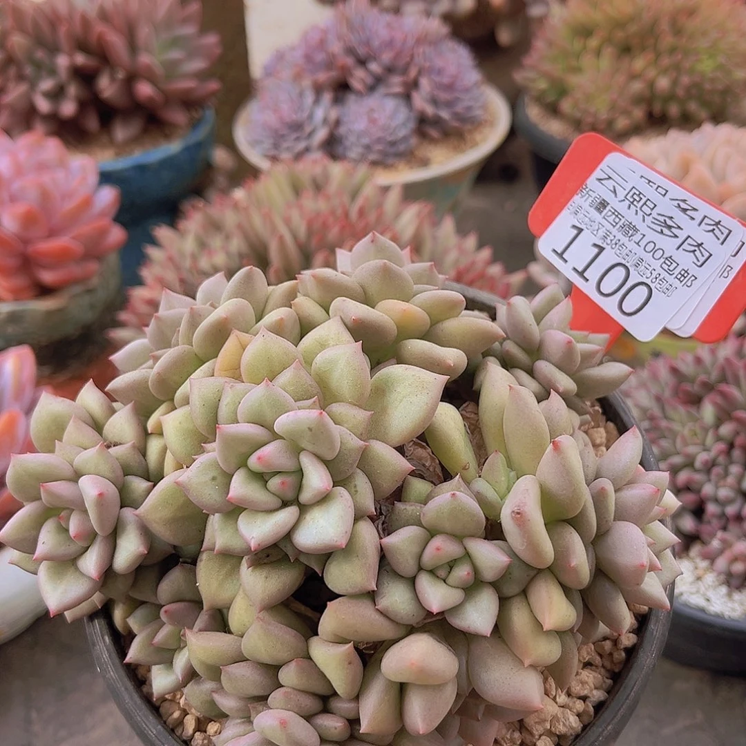 1100黄金象牙多肉植物
